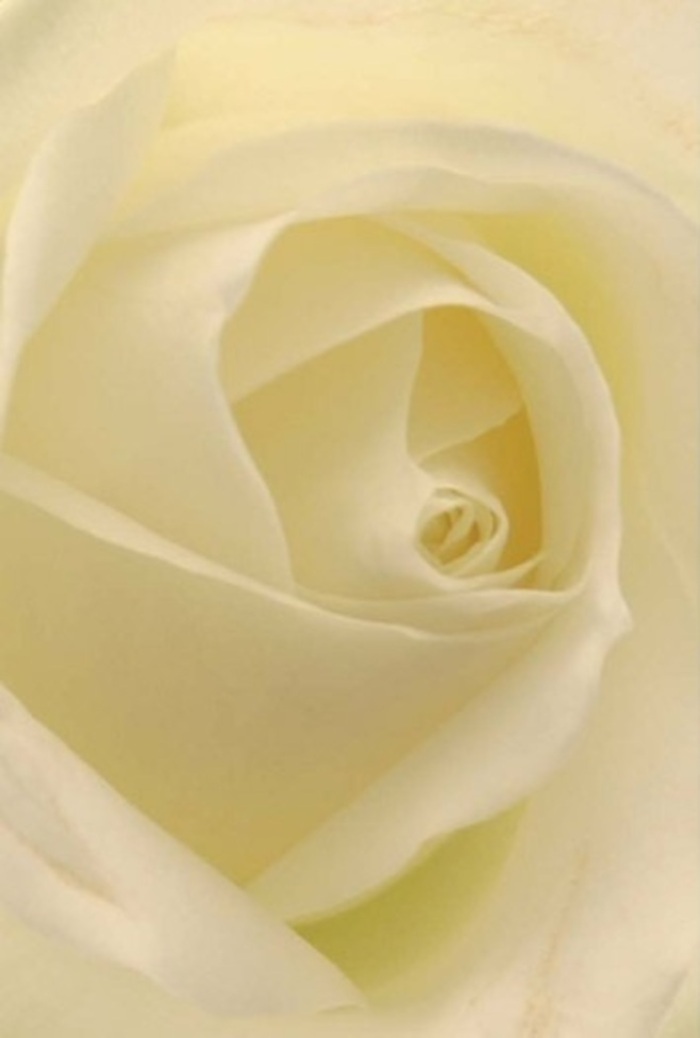 Viewed through the lens of a local Finsbury Park florist, this elegant white rose becomes a meditation on grace and resilience. The seamless blend of soft, creamy whites and nuanced shadows suggests tranquility, echoing the gentle morning light that filters through the neighbourhood's lush green edges. Each petal, shaped with quiet deliberation, forms a luminous spiral reminiscent of the winding paths near the park or along Crouch Hill. The luminous matte finish catches the light in a way that enhances every curve, hinting at a delicate yet enduring fragrance that brings familiarity and peace. The rose is an ideal offering for varied occasions: a heartfelt gesture, a meaningful apology, or a centrepiece for celebrations at one of Finsbury Park's vibrant local venues. The meticulous craftsmanship and nuanced colour gradients speak to the experience and care of the area's finest floral designers. The image radiates serenity and thoughtful optimism, inviting the viewer to experience not just its vision but the community spirit woven into every Finsbury Park bouquet.